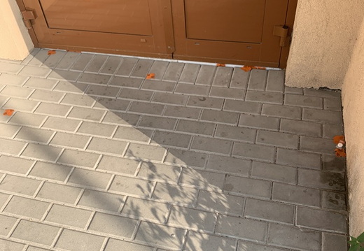 Spadané okvětí před vchodem č. 3235