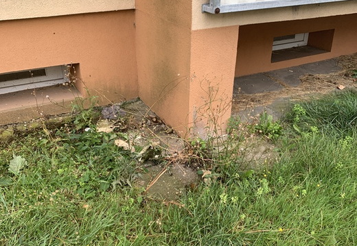 Javor před naším domem byl odstraněn